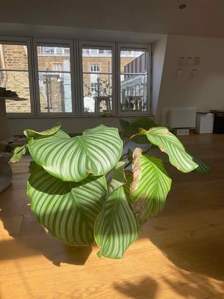 Photo of free Sick plant in need of a new home (Hatton Wall, EC1N) #1