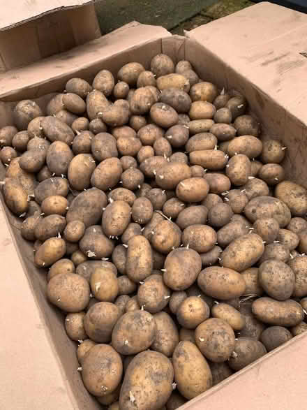 Photo of free Potatoes (AB24) #2