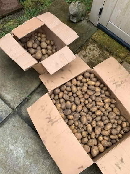Photo of free Potatoes (AB24) #1