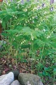 Photo of free Cutting of Solomon’s Seal (Morden SM4) #1