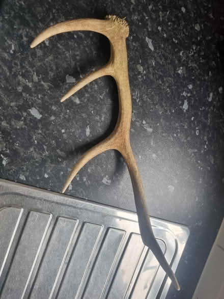 Photo of free Real Red Deer Antler (Matchborough East B98) #1