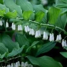 Photo of free Cutting of Solomon’s Seal (Morden SM4) #2