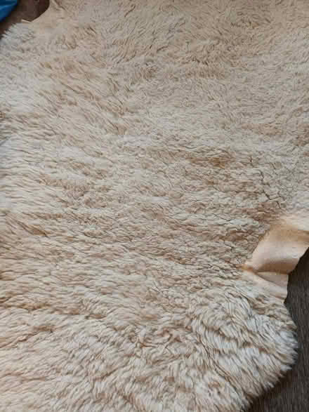 Photo of free Sheepskin Rug (Malvern Link WR14) #1