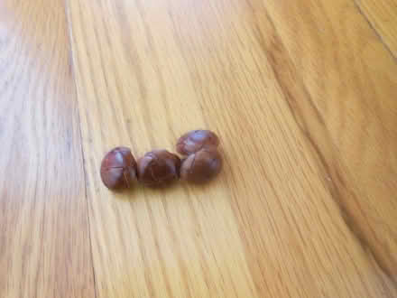 Photo of free Leather buttons (Wexford) #1