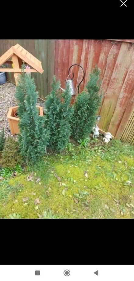 Photo of free Conifers (stafford ST16) #1