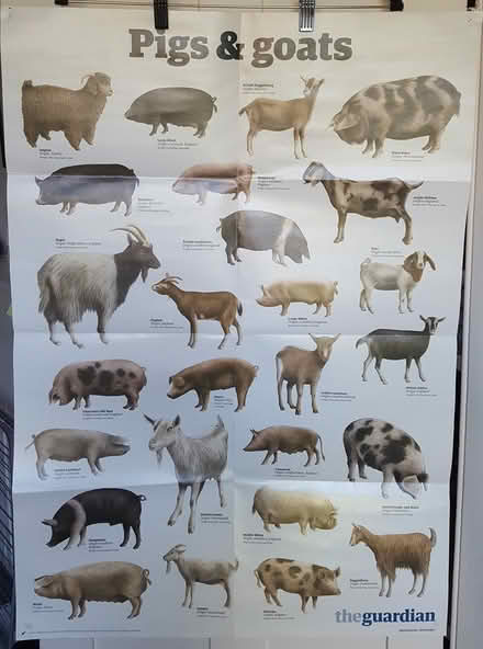 Photo of free Wall charts (SE5 Camberwell) #1