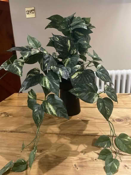 Photo of free Fake trailing vine (Barford NR9) #1