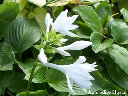Photo of Aphrodite Hosta (Toronto) #2