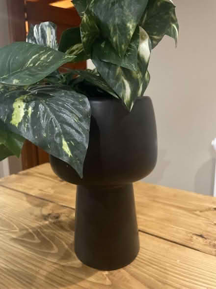 Photo of free Fake trailing vine (Barford NR9) #2