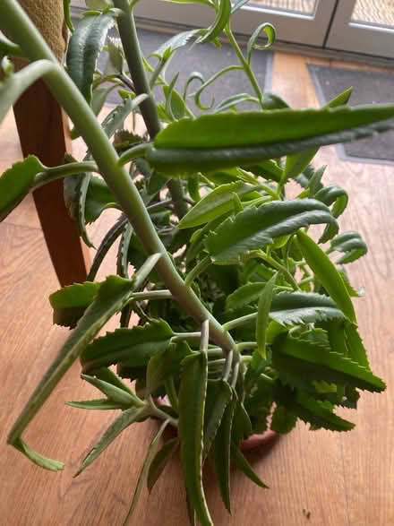 Photo of free Plant (Kimberley NG16) #1
