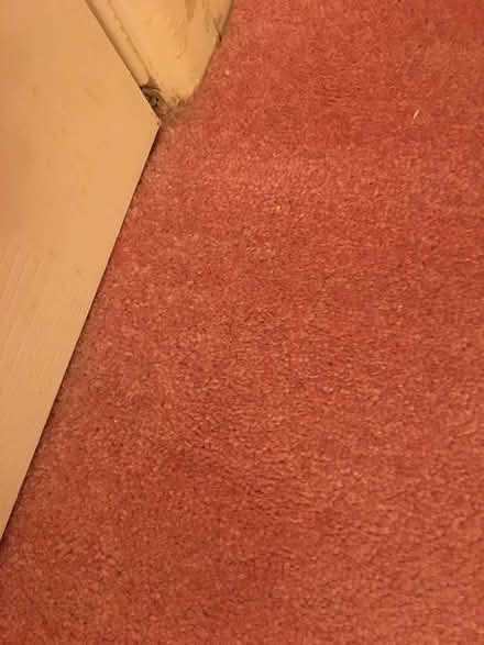 Photo of free Large amount-pink quality carpet (Paignton) #1