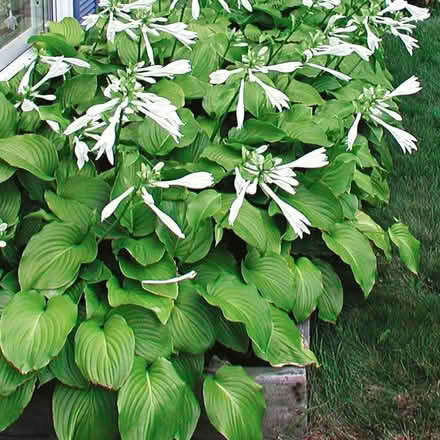 Photo of Aphrodite Hosta (Toronto) #1