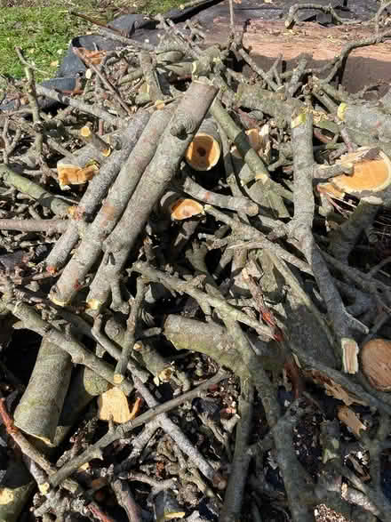 Photo of free Apple wood -for rabbit owners (Rottingdean) #2