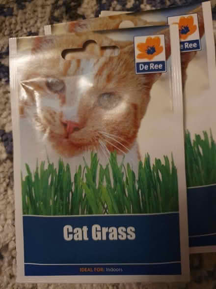 Photo of free Cat grass seeds (Bexhill) #1