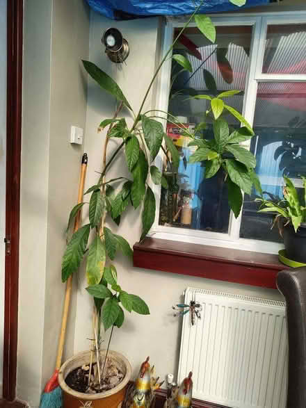 Photo of free Avocado tree (Locks Heath SO31) #1