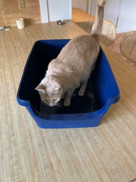 Photo of free Frisco XL cat litter box (East Hollywood) #2