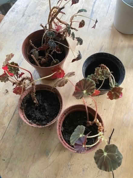 Photo of free Begonia Rex houseplants (Boswall EH5) #1