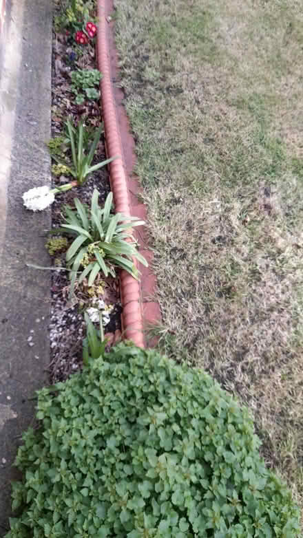 Photo of free Garden edging (Seaton Delaval NE25) #4