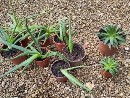 Photo of free Aloe vera plants & other cacti? (IP29 Horringer) #1
