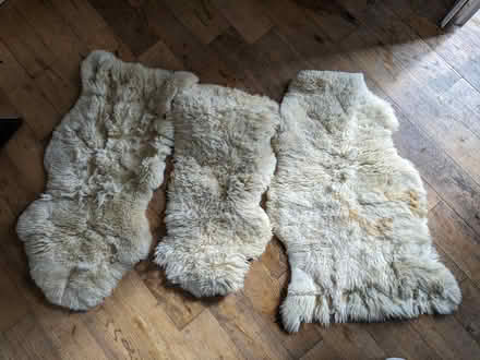 Photo of free Damaged sheep skin rugs X 3 (NE12 Benton) #1