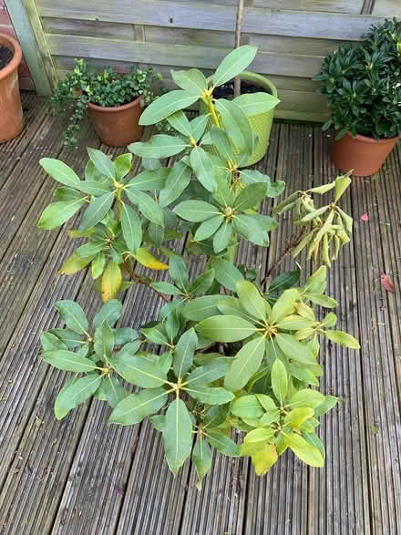 Photo of free Rhododendron (Ewell, KT19) #1