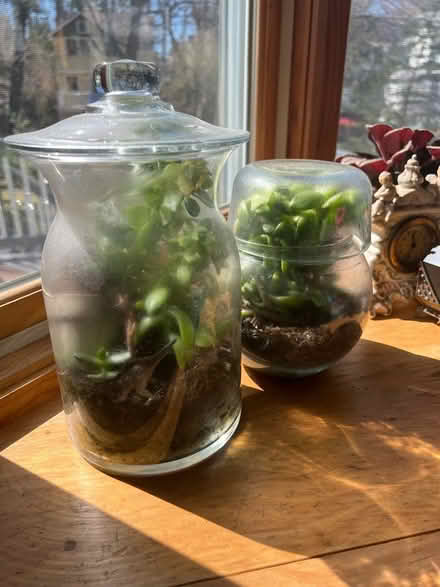 Photo of free Terrariums (Allandale Farm) #2