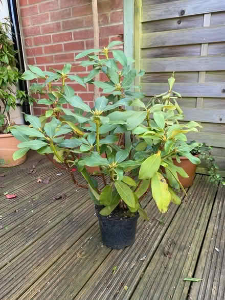 Photo of free Rhododendron (Ewell, KT19) #2
