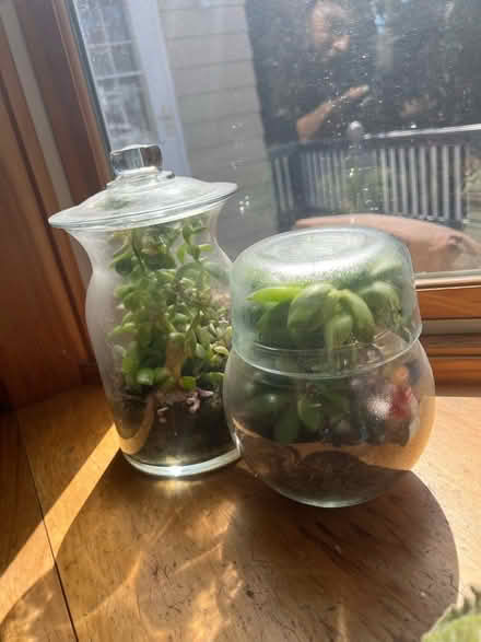Photo of free Terrariums (Allandale Farm) #1