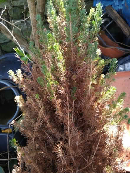 Photo of free Small pine tree/ Xmas tree (Splott) #1