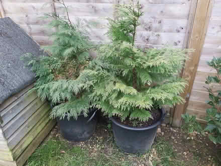 Photo of free Conifers (Holtspur bucks) #1