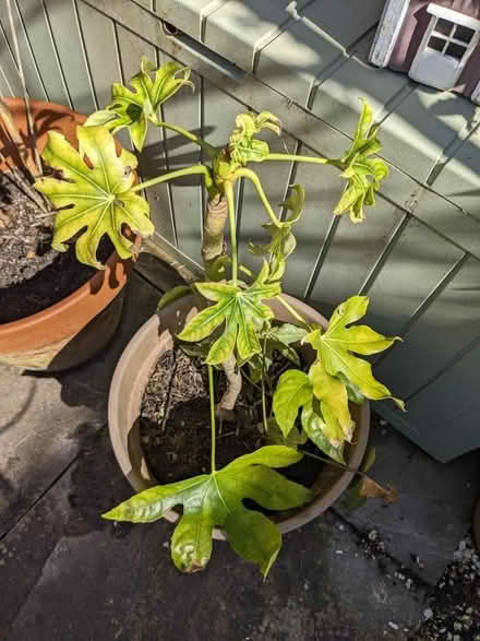 Photo of free Fatsia japonica plant (BN43) #1