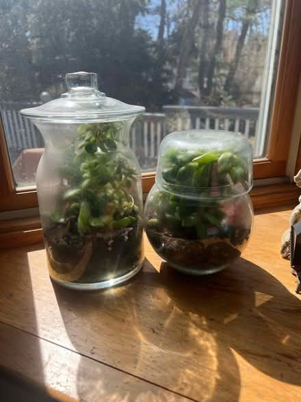 Photo of free Terrariums (Allandale Farm) #3