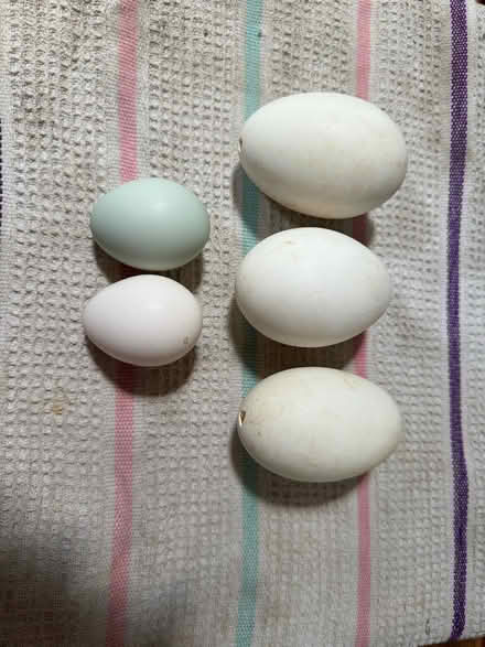 Photo of free Goose egg shells (92120 San Carlos) #1