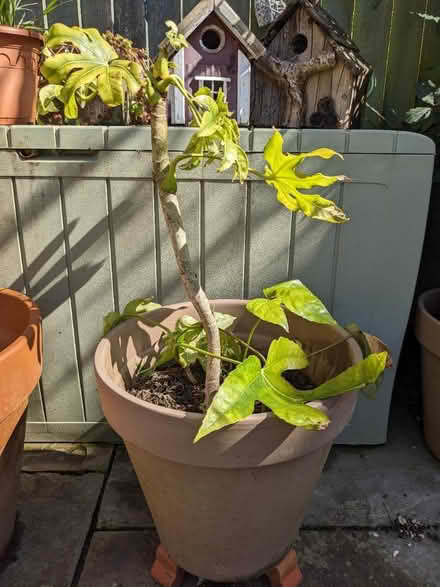 Photo of free Fatsia japonica plant (BN43) #2
