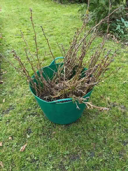 Photo of free Alder saplings (Lower Street NR11) #1