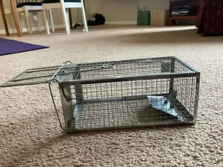 Photo of free Humane live animal trap (Falls Church, VA) #3