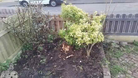 Photo of free Shrubs (Penwortham Lane PR1) #2