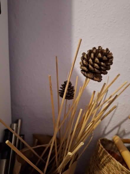 Photo of free Pine scones (Leith EH6) #1