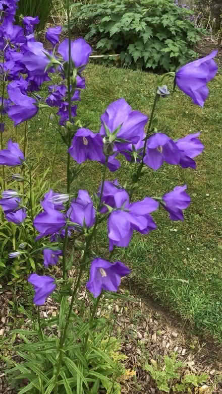 Photo of free Campanula (Hazel Grove) #1