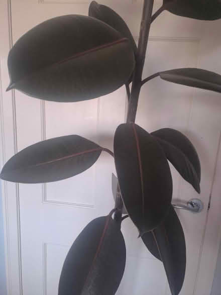 Photo of free Rubber Plant (approx 8ft tall) (Ormskirk L39) #2