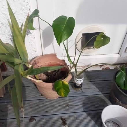 Photo of free Yukka and monsterra plant (Morden) #1
