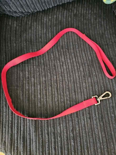 Photo of free Puppy lead (Sandiacre NG10) #1