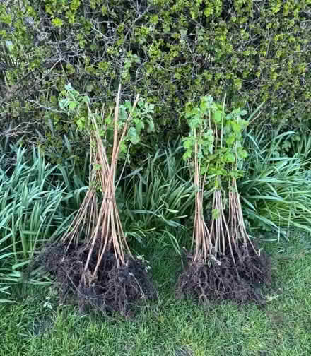 Photo of free Raspberry Canes (Ringmer BN8) #1
