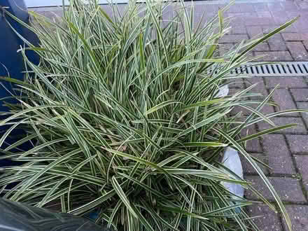 Photo of free grass plant (Hazlemere HP15) #1