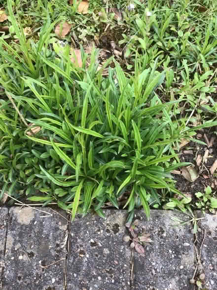 Photo of free Campanula (Hazel Grove) #2