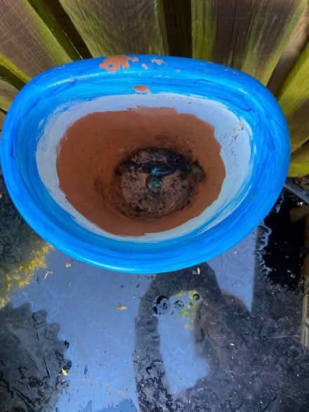 Photo of free Pottery planter pickup by FRI (TW12 Hampton) #2