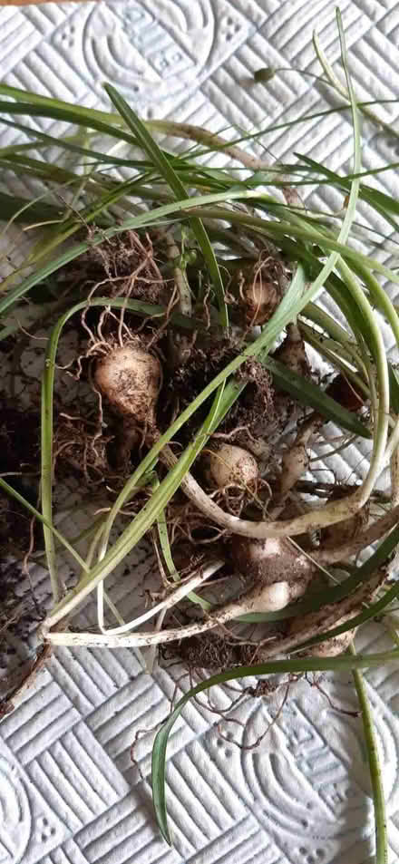 Photo of free Snowdrops (Ormskirk L39) #1