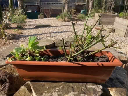 Photo of free Rose (and primrose if wanted) (Hastings TN35) #1