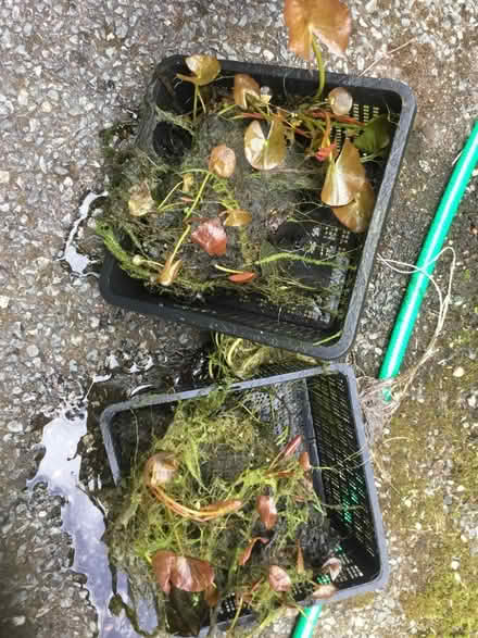 Photo of free Water Lilies (Heswall CH60) #1