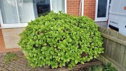 Photo of free Shrubs (Penwortham Lane PR1) #1